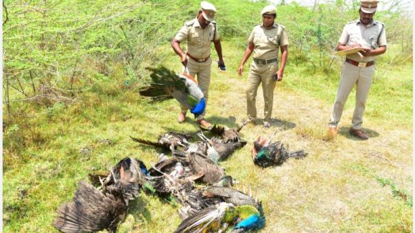 Tragedy of National Bird in Madurai; Again 30 peacocks were poisoned and shocked
