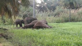 3-elephants-killed-on-electric-fence-near-dharmapuri-person-set-up-electric-fence-was-arrested