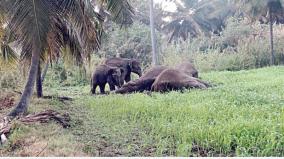 3-elephants-died-after-getting-caught-in-the-electric-fence