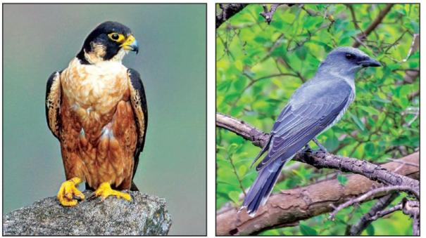 204 species of birds observed in the survey