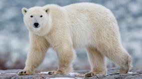 polar-bear-facts-for-kids