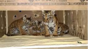 4-tiger-cubs-separated-from-their-mother-handed-over-to-tirupati-zoo