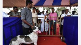 dogs-exhibition-200-dogs-participation-in-thanjavur