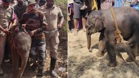 another-baby-elephant-is-suffering-from-separation-from-its-mother-in-dharmapuri-district