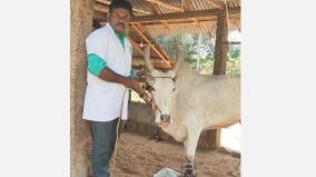 ragla-race-bull-treated-for-fracture-like-humans-by-govt-doctor