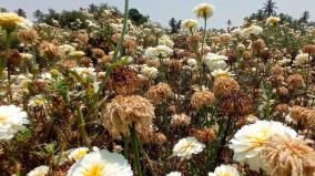 sunburned-white-marigold-flowers-hosur-area-farmers-worried