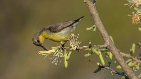 218-species-of-birds-discovered-on-hosur-forest