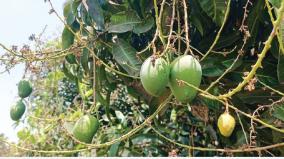 mango-trees-that-lose-their-ability-to-bear-fruit