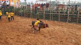 dharmapuri-jallikattu-competition-at-sogathur-500-bulls-400-players-participate