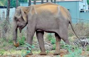 an-elephant-walking-around-with-a-wound-in-its-mouth