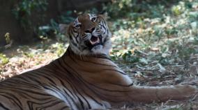 16-tigers-have-died-in-tamil-nadu-in-3-years