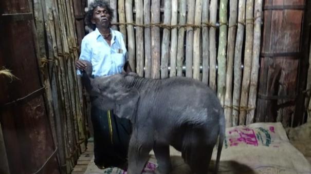 forest department handed over the task of caring for the baby elephant to Bomman