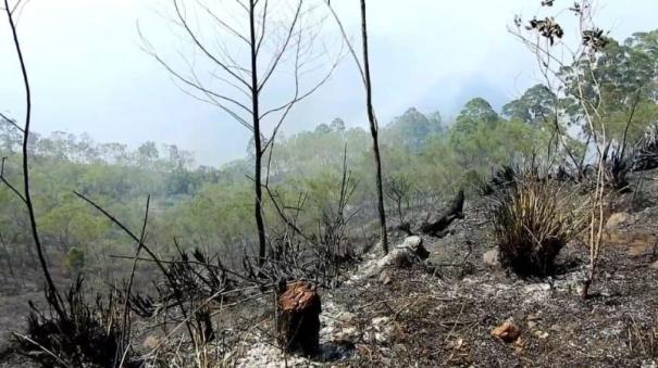 Kodaikanal rain Controlled wildfires raging in the forest