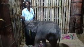 forest-department-handed-over-the-task-of-caring-for-the-baby-elephant-to-bomman