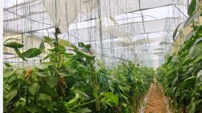 damage-to-100-acres-of-greenhouses-thunderstorm-in-hosur