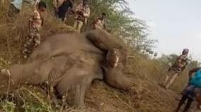 a-male-elephant-died-after-touching-a-high-tension-power