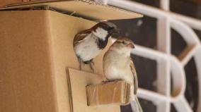 srinivasan-services-trust-provides-nesting-boxes-with-the-aim-of-conserving-sparrows