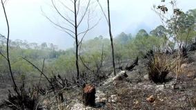 kodaikanal-rain-controlled-wildfires-raging-in-the-forest