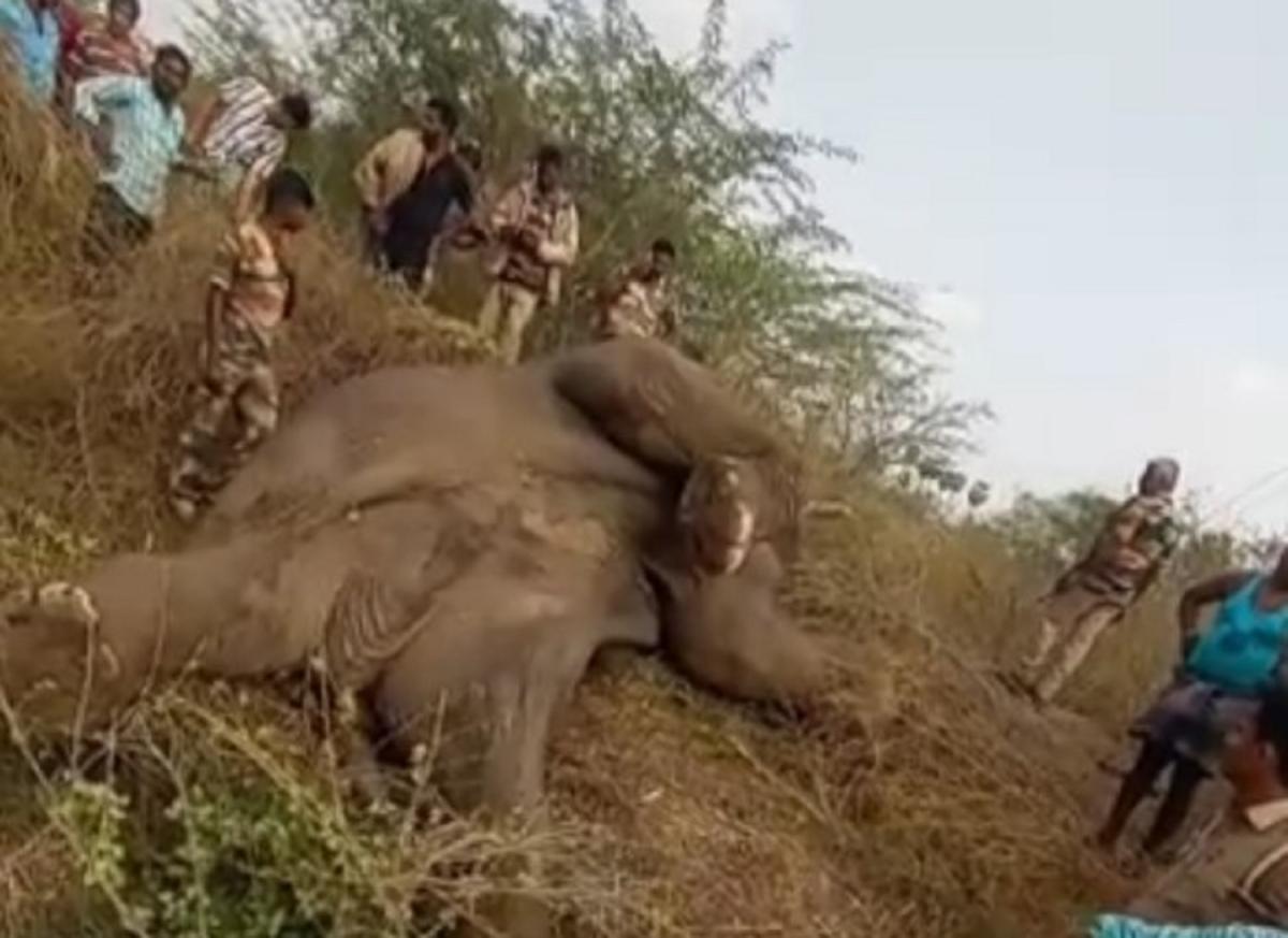 Dharmapuri |  Another elephant dies due to electrocution  A male elephant died after touching a high tension power