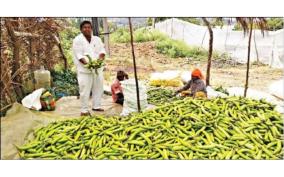 increase-in-yield-of-green-brinjal-on-shoolagiri-region-farmers-suffer-due-to-prices-fall