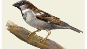 day-of-the-sparrows-what-is-the-truth
