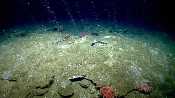 heat wave not only on land but also under sea ocean scientists report