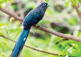 138-species-of-birds-discovered