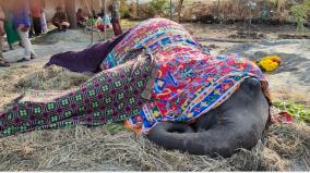 virudhunagar-an-injured-elephant-died-after-75-days-of-treatment-failed