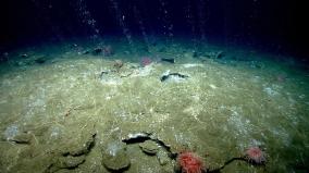 heat-wave-not-only-on-land-but-also-under-sea-ocean-scientists-report