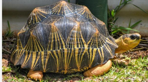 the longest-lived radiated tortoise