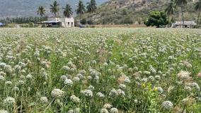 small-onion-flowers-blooming-on-oddanchatram-kg-seed-sold-at-rs-3000