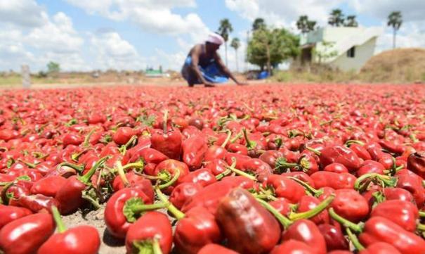 Arasampatti Coconut, Vilathikulam Mundu Battalu - Geocode: Farmers Happy with Govt's Initiative