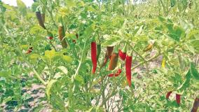 farmers-welcomed-the-announcement-of-chilli-zone