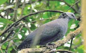 120-species-of-birds-in-the-nilgiris-forest