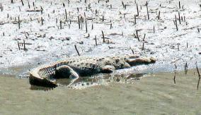 crocodile-in-aliyar-dam