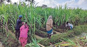 madurai-sugarcane-is-the-pride-of-tamil-nadu