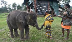 fellow-passengers-crew-members-hails-the-elephant-whisperers-couple-indigo