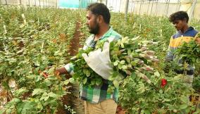 krishnagiri-panneer-rose-cultivation-will-increase-due-to-government-action-to-get-geographical-indication