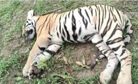 female-tiger-was-found-dead-on-the-banks-of-the-pykara-dam-next-to-udhagai