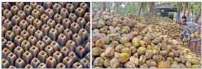 veeramangudi-jaggery-peravoorani-coconut-will-get-international-recognition-if-they-get-the-geographical-code