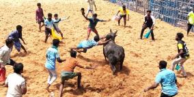 over-700-bulls-and-400-players-participated-in-aaviyur-jallikattu-at-virudhunagar