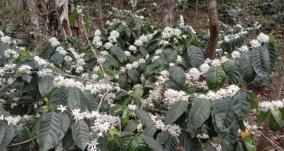 coffee-plants-blooming-in-thandikudi-near-kodaikanal-farmers-happy