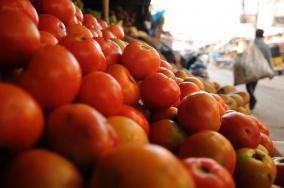 tomato-prices-fall-due-to-increase-in-supply