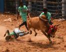 16-acre-jallikattu-arena-will-be-constructed-with-3-storeys