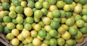 100-rise-on-price-of-lemon-due-to-crop-damage-on-hosur-increase-in-demand