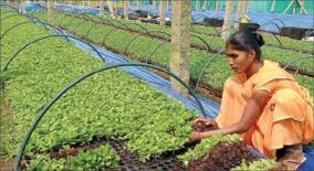 insisting-on-setting-up-a-seedling-farm-on-shoolagiri-where-agriculture-is-the-mainstay-officials-informed-that-action-will-be-taken-soon