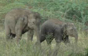 baby-elephants-roaming-around-in-the-forest