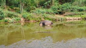 2-elephants-death-in-dharmapuri-district