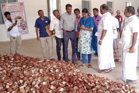 pattukottai-government-buys-more-than-private-traders-higher-prices-for-coconut-farmers-happy
