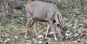 deer-come-to-thekkady-lake-to-quench-their-thirst